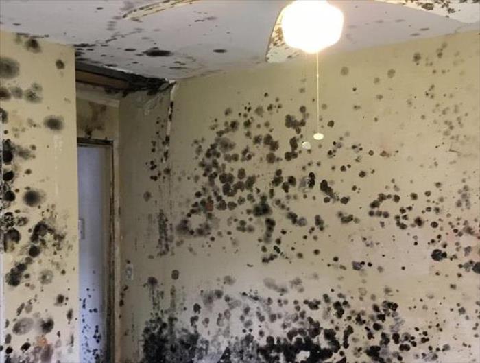 black mold spot all over wall